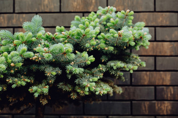 Conifer on a background of a brown brick wall, natural leaf background. Green tree on the wall texture