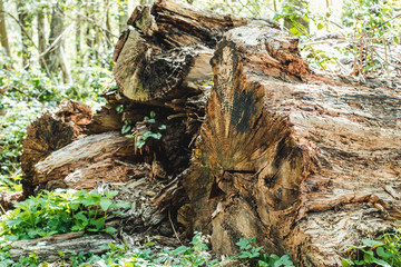 Big tree trunk lying in wood
