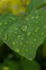 water drops on green leaf