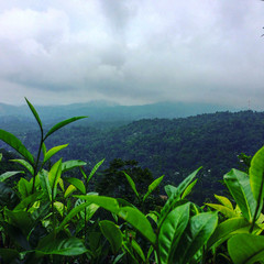 Green tea field