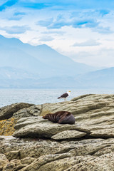 A wild fur seal (kekeno) resting on the rocks at Kaikoura in New Zealand with a seagull above it.