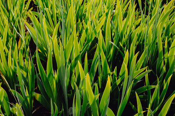 Tropical green leaves,Rhapis humilis Blume, Reed rhapis, Slender lady palm,Nature background