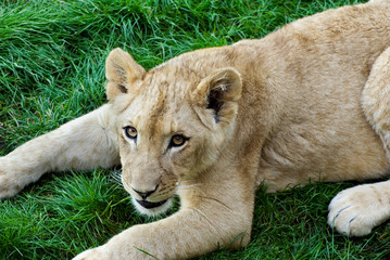 Weißes Löwenjunges schleicht über eine Wiese und beobachtet