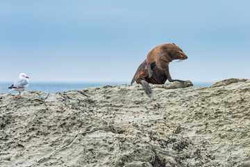 A wild fur seal (kekeno) resting on the rocks at Kaikoura in New Zealand. 
