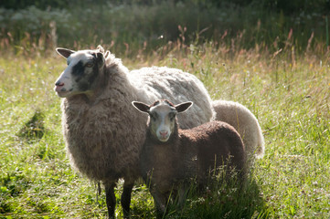 lambs and sheep in the morning light 