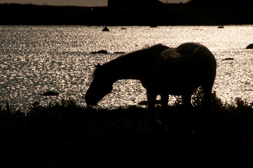 horses on the beach at sunset silhouette