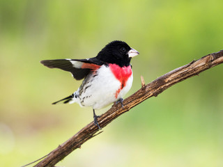 Male Rose breasted Grosbeak (Pheucticus ludovicianus) perched on a tree branch under a sunny blue sky.