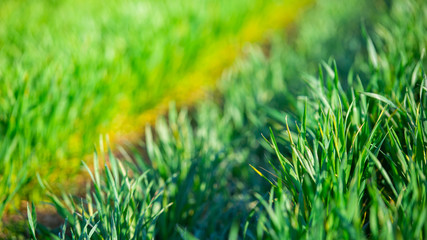 Young wheat sprouts are close-up. Fresh young grass.