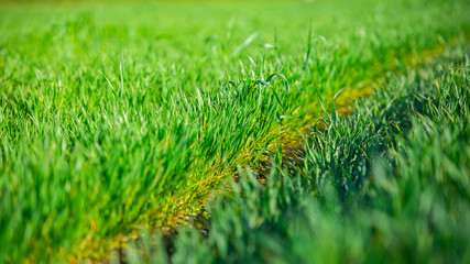 Young wheat sprouts are close-up. Fresh young grass.