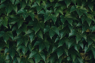 Background of grape creeper ivy plant growing on a house wall