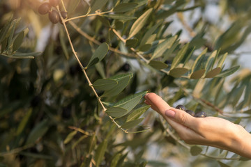 Female hand holds only olive trees on a background of olive tree