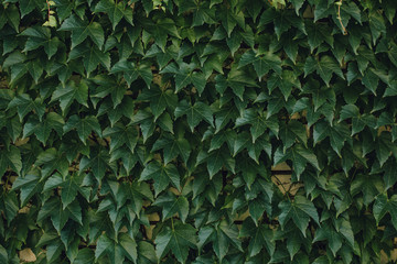 Background of grape creeper ivy plant growing on a house wall