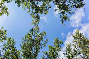 The green trees top in forest blue sky and sun beams shining through leaves. Bottom view.