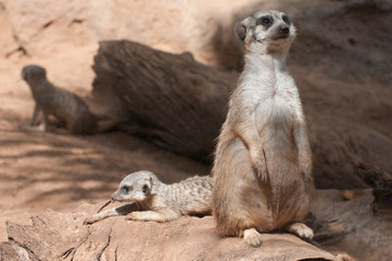 Erdmännchen Nachwuchs