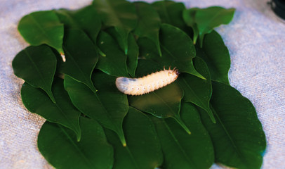 Larva