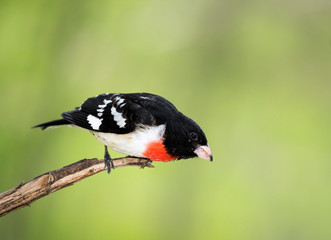 Male Rose breasted Grosbeak (Pheucticus ludovicianus) perched on a tree branch under a sunny blue sky.