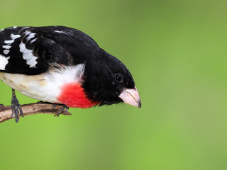 Male Rose breasted Grosbeak (Pheucticus ludovicianus) perched on a tree branch under a sunny blue sky.