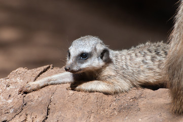 Erdmännchen Nachwuchs