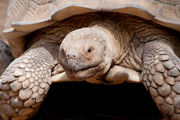 Portrait einer Schildkröte auf dem Weg