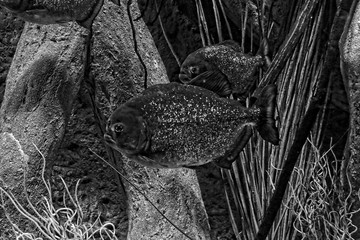  big piranha fish swimming in water in close-up