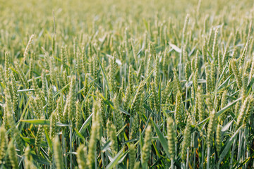 The green ears of cereal crops in the field .