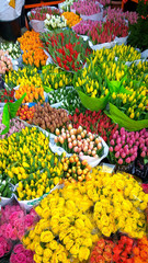 Various colorful tulps for sale