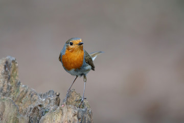 robin standing on a tree stump in the forest in the Netherlands