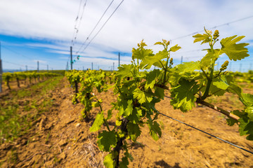 Fototapeta na wymiar A young vineyard on a sunny spring day