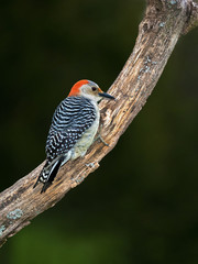 Female Red bellied Woodpecker (Melanerpes carolinus) clinging to a tree branch under a cloudy sky.
