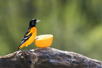 Male Northern Baltimore Oriole (Icteras galbula) standing on a tree branch feeding on an orange half.