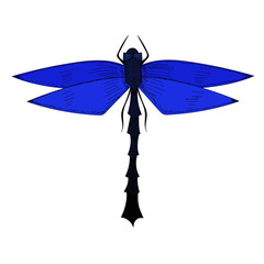  drawing hand drawn dragonfly, insect