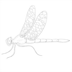 isolated, sketch drawing hand-drawn dragonfly, insect