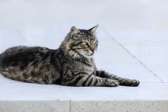 Portrait einer Katze in schwarz braun wei&szlig; getigert, schnurrt vor sich hin