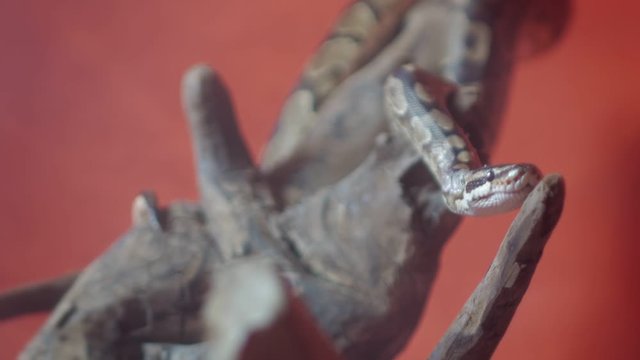 The snake stretched. The Python hisses