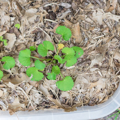 Centella asiatica or Indian pennywort plant cultivated in container with thick leaves mulch