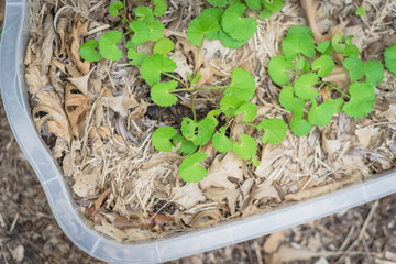Healthy Centella asiatica or Indian pennywort plants in plastic container with thick leaves mulch