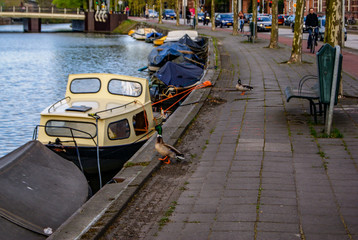 Fototapeta na wymiar Canales de Amsterdam