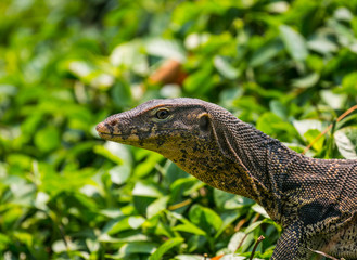 Monitor lizard (Varanus salvator) live in Lumpini park, Bangkok