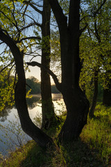 Early spring. Morning dawn over the lake in a misty, thoughtful haze. Beautiful view of the forest covered with fog early in the morning. The sun's rays of light. May.