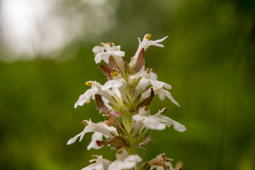 Fototapeta premium blume nach dem Regen