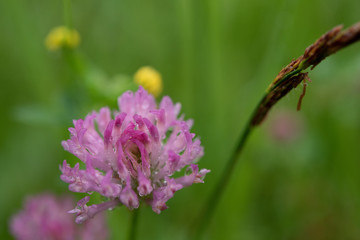 roter Klee nach einem Regen