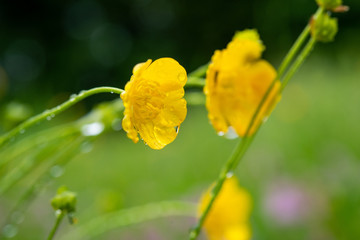 Fototapeta premium hahnenfuß nach dem regen
