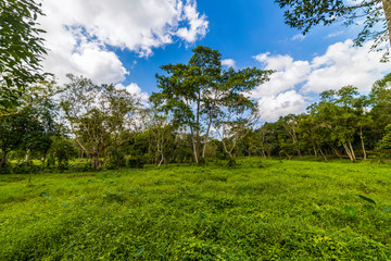 Fototapeta premium Sunlight in the green forest, spring time