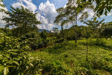 Sunlight in the green forest, spring time
