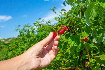 Girl on a bright sunny summer day picks red ripe raspberries from a green bush