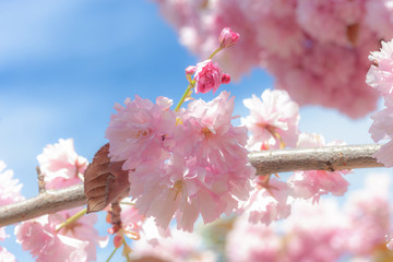Close up pink flowers on blooming sakura