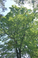 Obraz premium 新緑