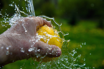 Washing of yellow lemon outdoors.
