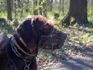 dog in a muzzle