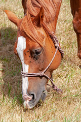Obraz premium Tête d'un cheval alezan en train de brouter
